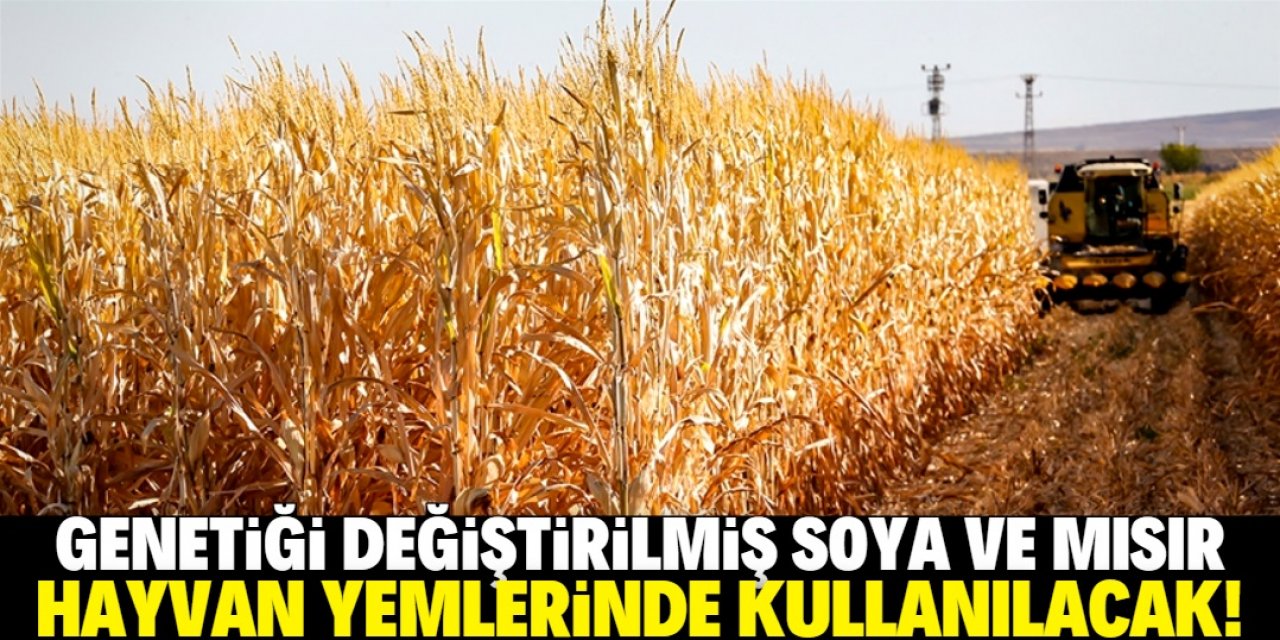 Genetiği değiştirilmiş soya ve mısır çeşitlerinin hayvan yemlerinde kullanımı onaylandı