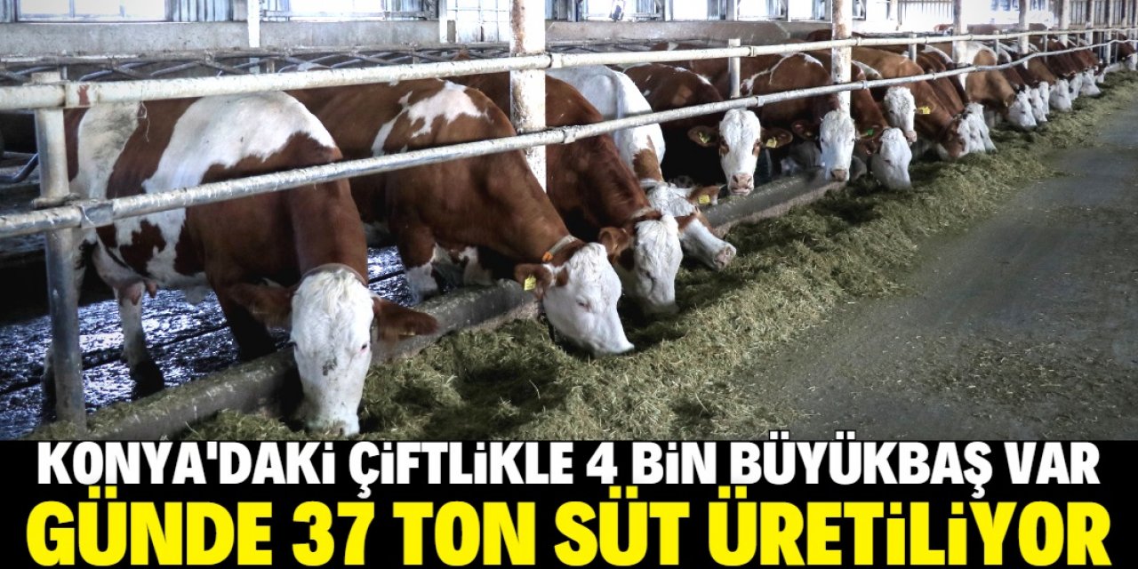 Konya'daki çiftlikte günde 37 ton süt üretiliyor