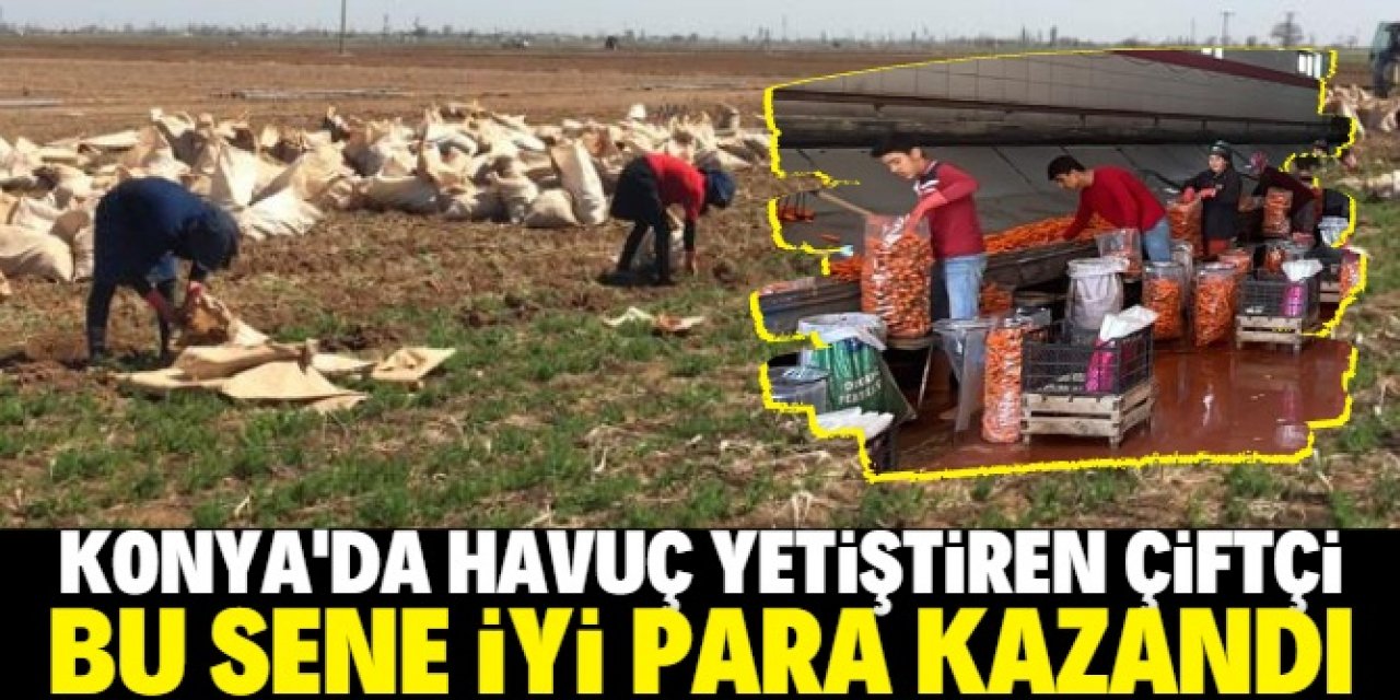 Konyalı havuç üreticisi bu sene iyi para kazandı