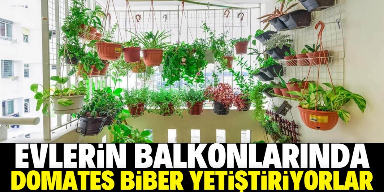 Evlerin balkonları sebze bostanına döndü