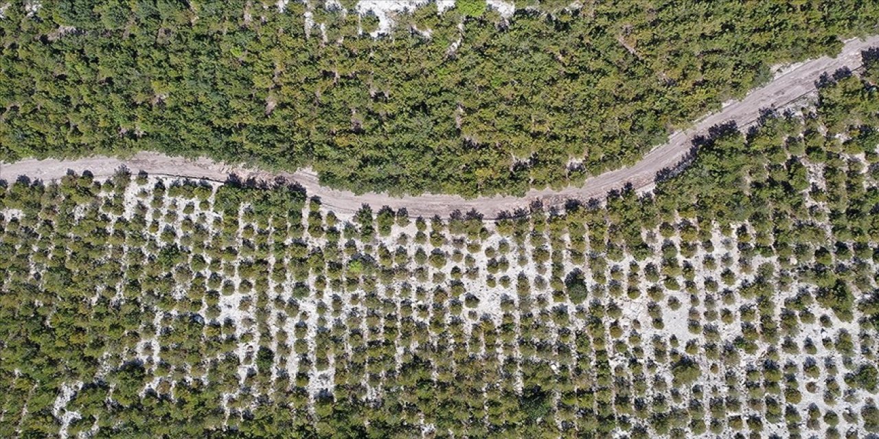 Soma'daki eski maden sahaları ağaçlandırılıyor