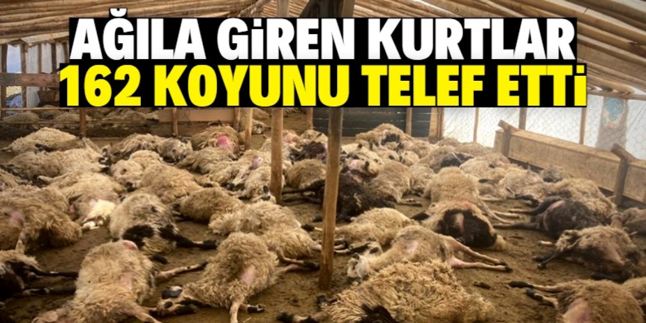 Ağıla giren kurtlar 162 küçükbaş hayvanı telef etti