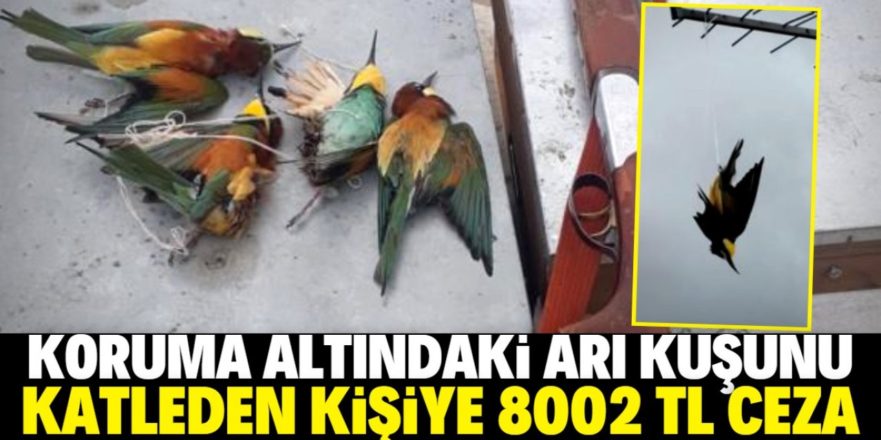 Konya'da koruma altındaki kuşu katleden kişiye 8002 TL ceza