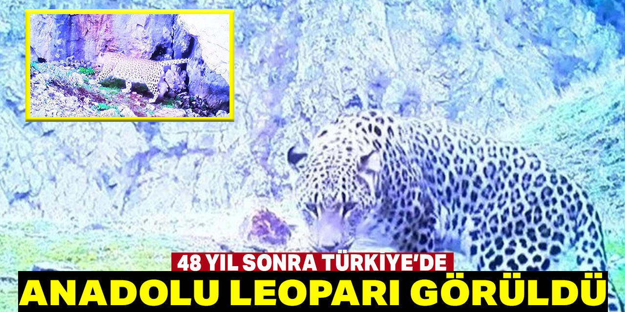 48 yıl sonra  Türkiye'de Anadolu Leoparı görüntülendi
