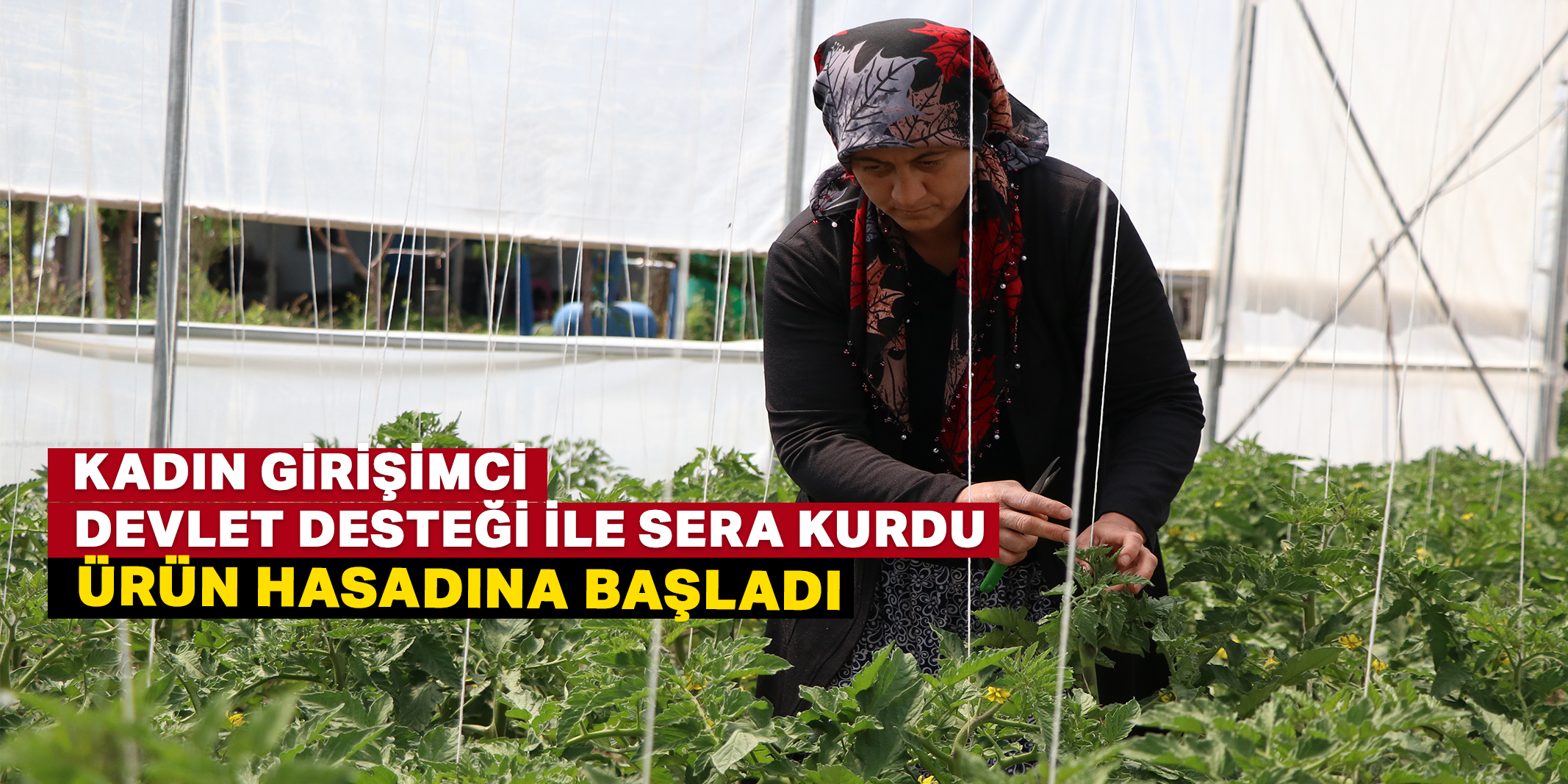 Kadın girişimci erken hasat ve bol ürün için devlet desteğiyle sera kurdu