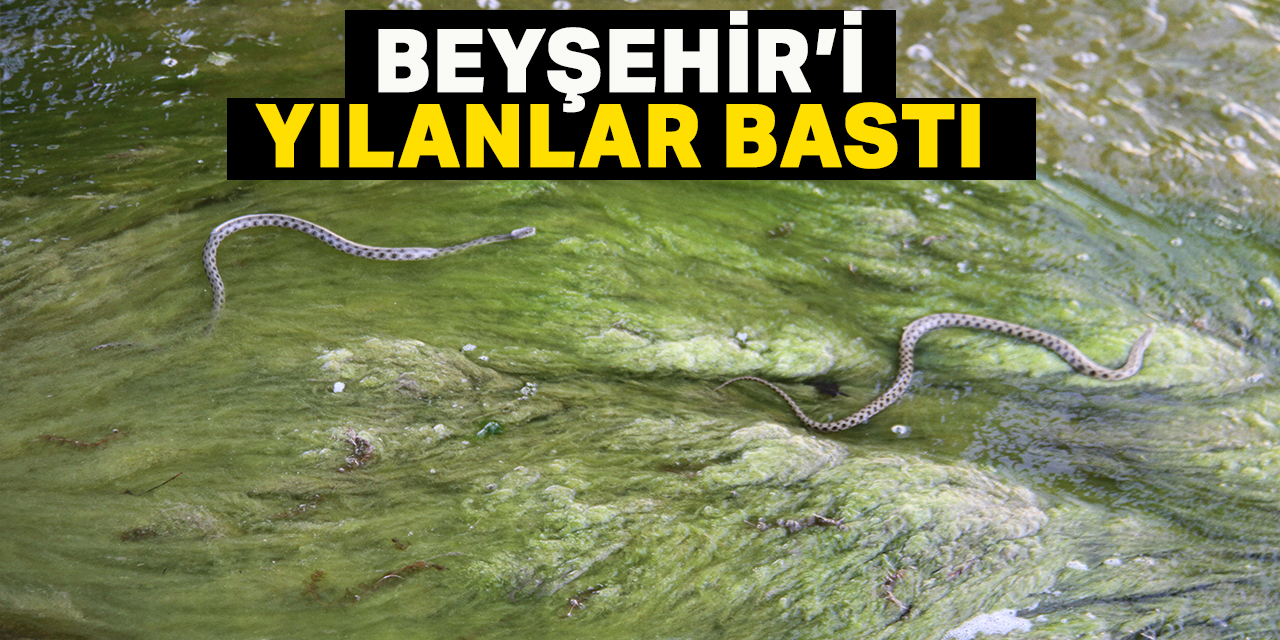 Beyşehir'de su kanalında akıntıya karşı yüzen su yılanları dikkat çekti