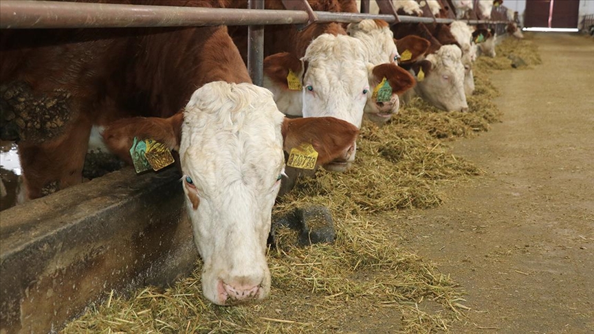 Kırmızı et piyasasının düzenlenmesi amacıyla sığır yetiştiricilerine verilen desteğin süresi uzatıldı