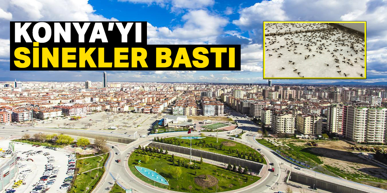 Konya'yı sinek bastı  vatandaş rahatsız