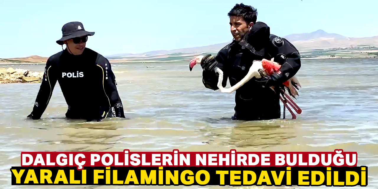 Dalgıç polislerin arama yaptığı nehirde bulunan yaralı flamingo tedavi edildi