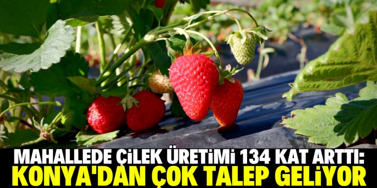 Aroması güzel olan çileğe Konya'dan yoğun talep var