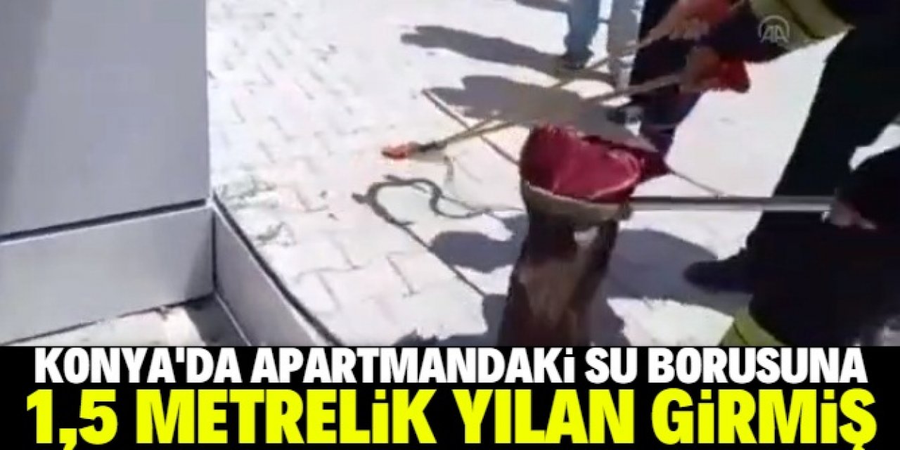 Konya'da 1,5 metrelik yılan paniği: Apartmanın su borusuna girmiş