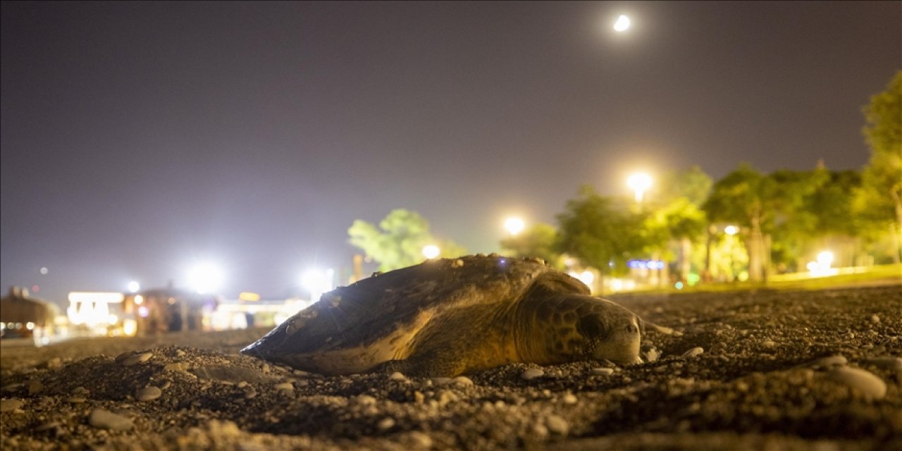 Antalya'da deniz kıyısına çıkan caretta caretta için sahil boşaltıldı