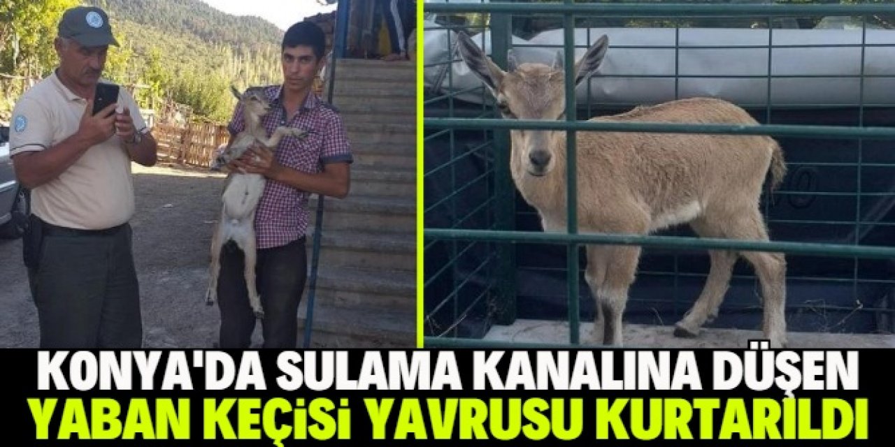 Konya'da sulama kanalına düşen yaban keçisi yavrusu kurtarıldı