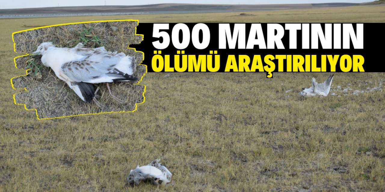 Konya'daki Düden Göleti'nde görülen toplu martı ölümlerinin nedeni araştırılıyor