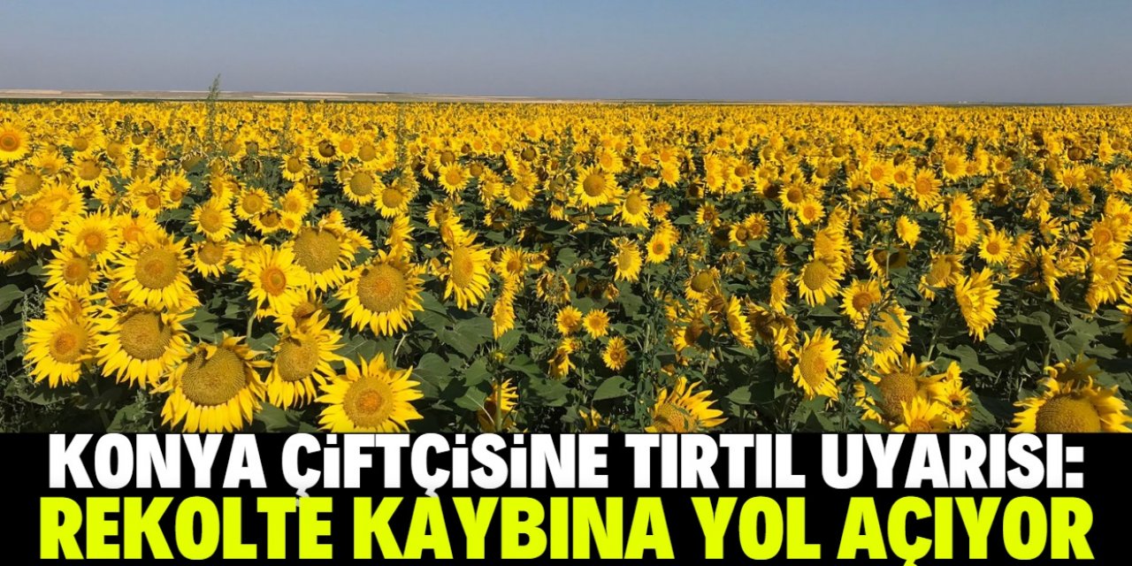 Konya çiftçisine tırtıl uyarısı yapıldı!