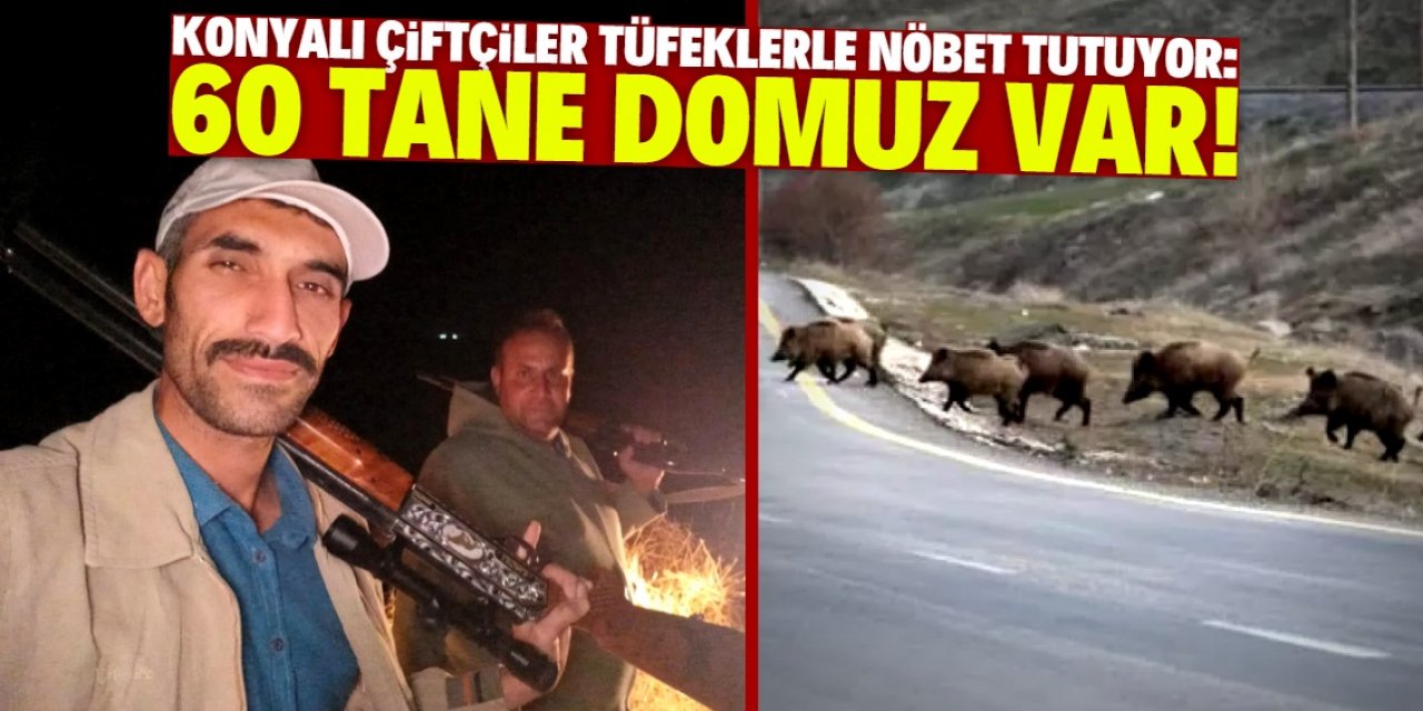 Konyalı çiftçiler ellerinde tüfeklerle nöbet tutuyor: 60 tane domuz var!