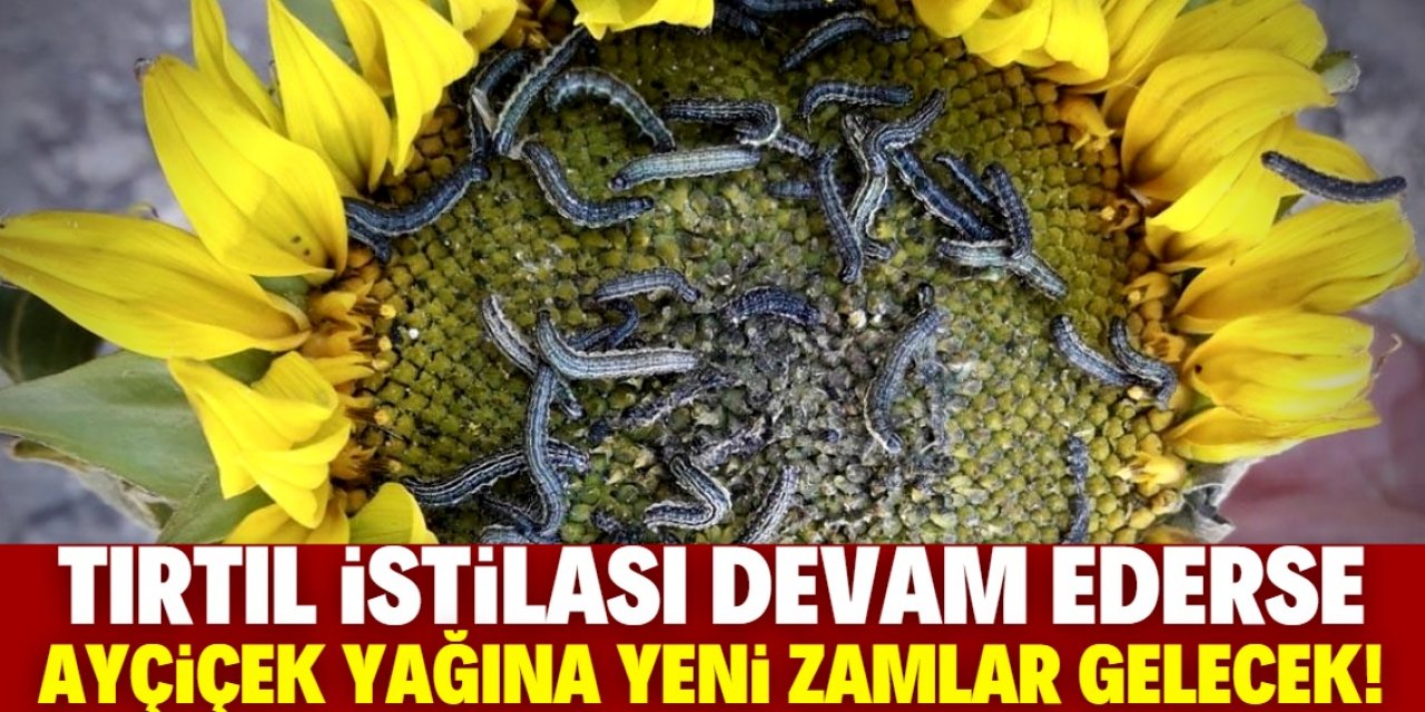 Tırtıl istilasının sonucu olarak yağa zam gelebilir