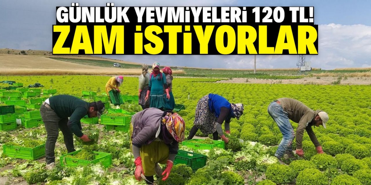 Tarım işçileri zam istiyor: Günlüğü 120 TL'ye çalışıyorlar