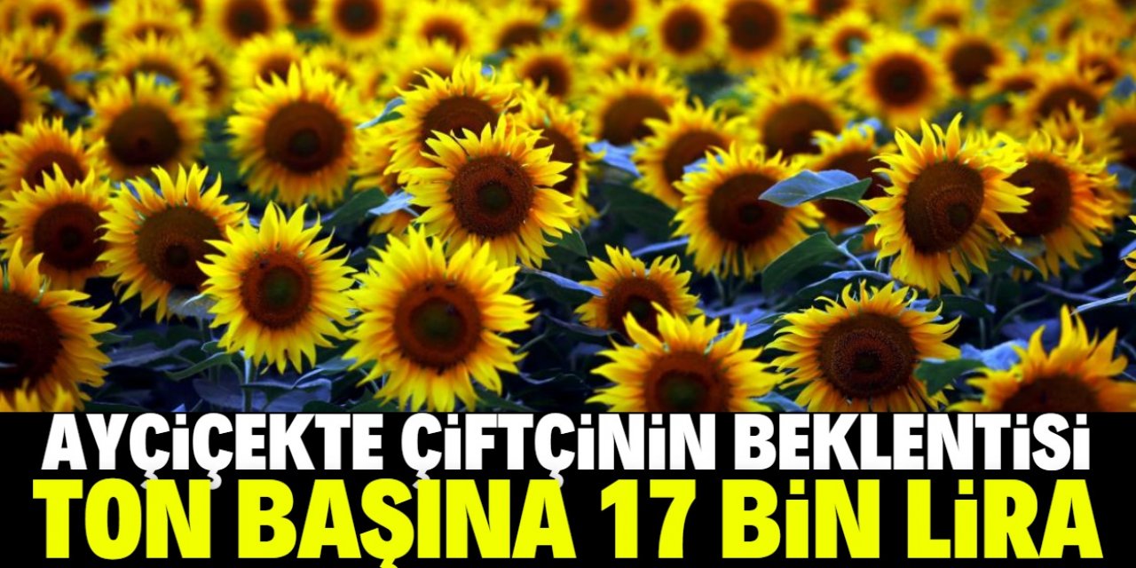 Ayçiçekte beklenti 17 bin lira