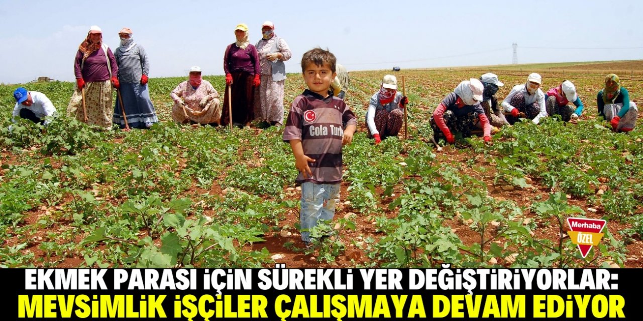 Konya Ovası'nda mevsimlik işçilerin mesaisi sürüyor