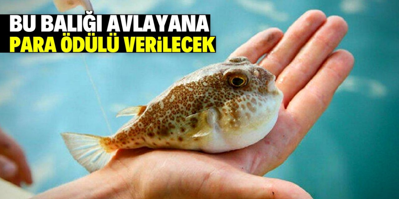 Bu balığı avlayana para ödülü verilecek