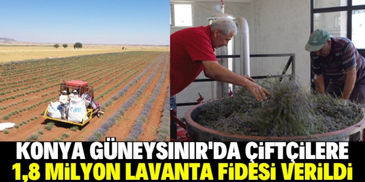 Konya Güneysınır'da damıtma tesisi var: Lavanta yağı çıkarılıp satılıyor