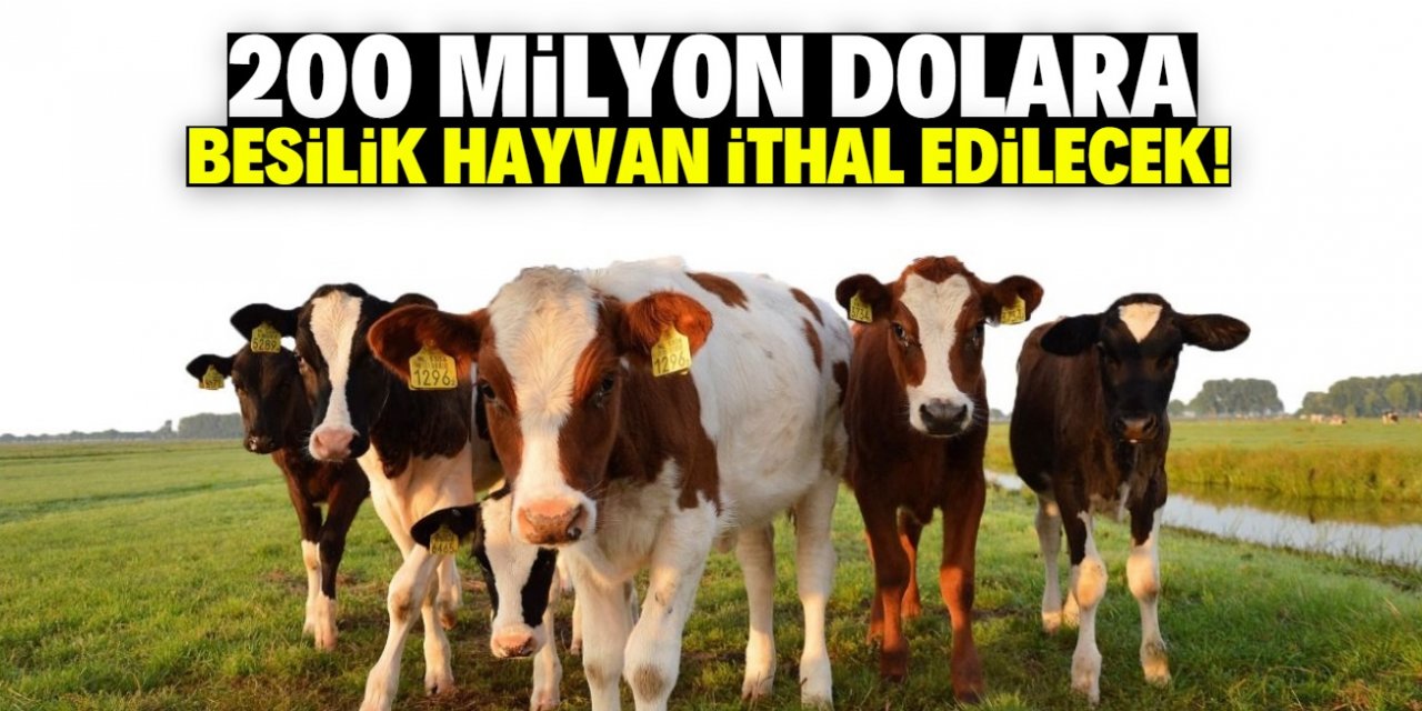 Türkiye 200 milyon dolara besilik hayvan ithal edecek