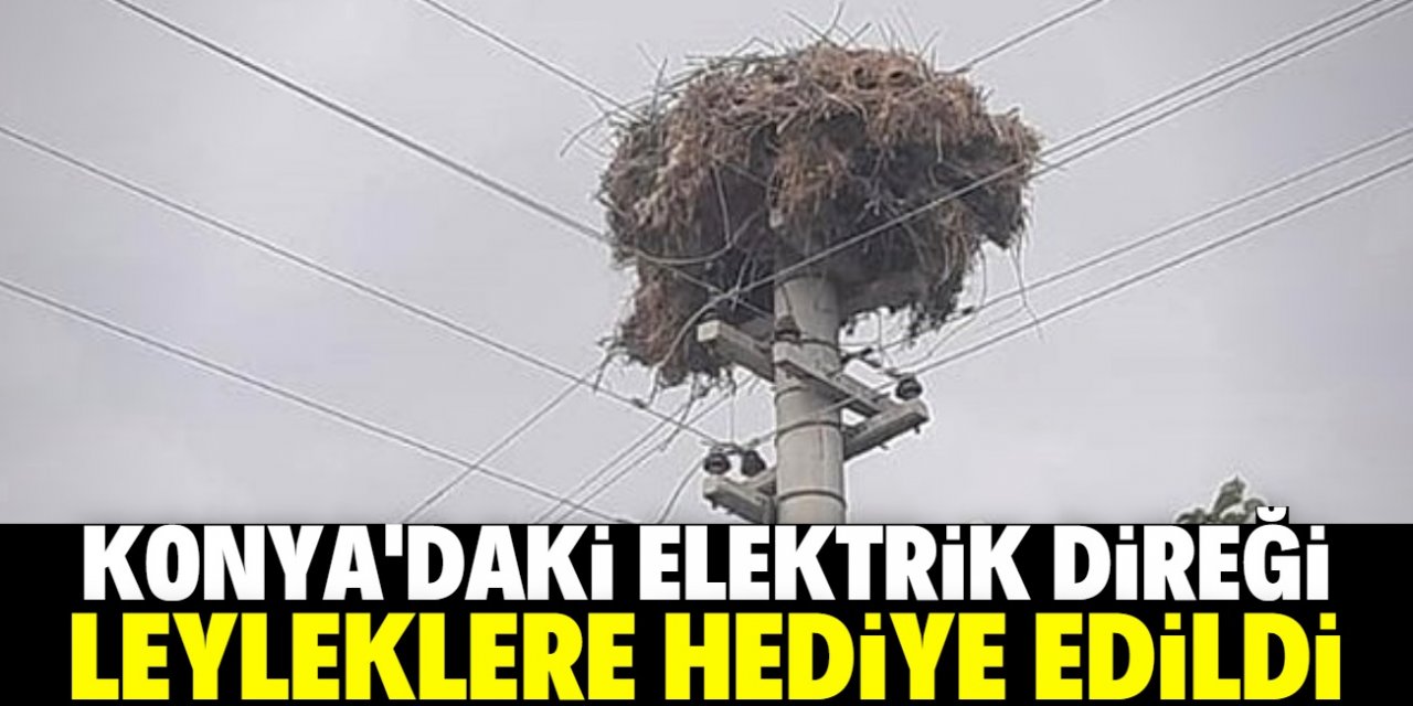 Konya'daki elektrik direğini leyleklere hediye ettiler