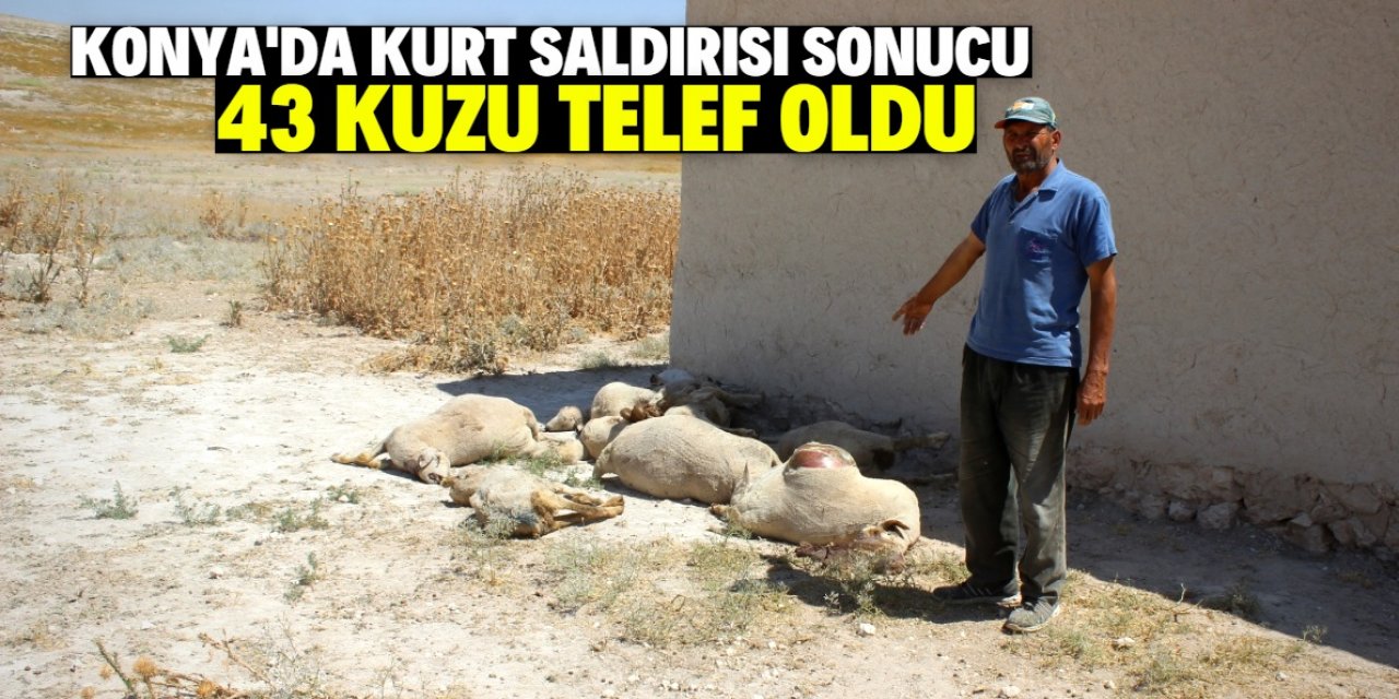 Konya Ovası'nda kurt saldırısı sonucu 43 kuzu telef oldu