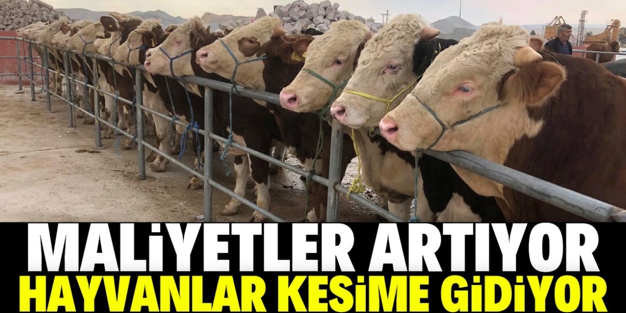 Yem fiyatları artınca damızlıklar kesime gitti