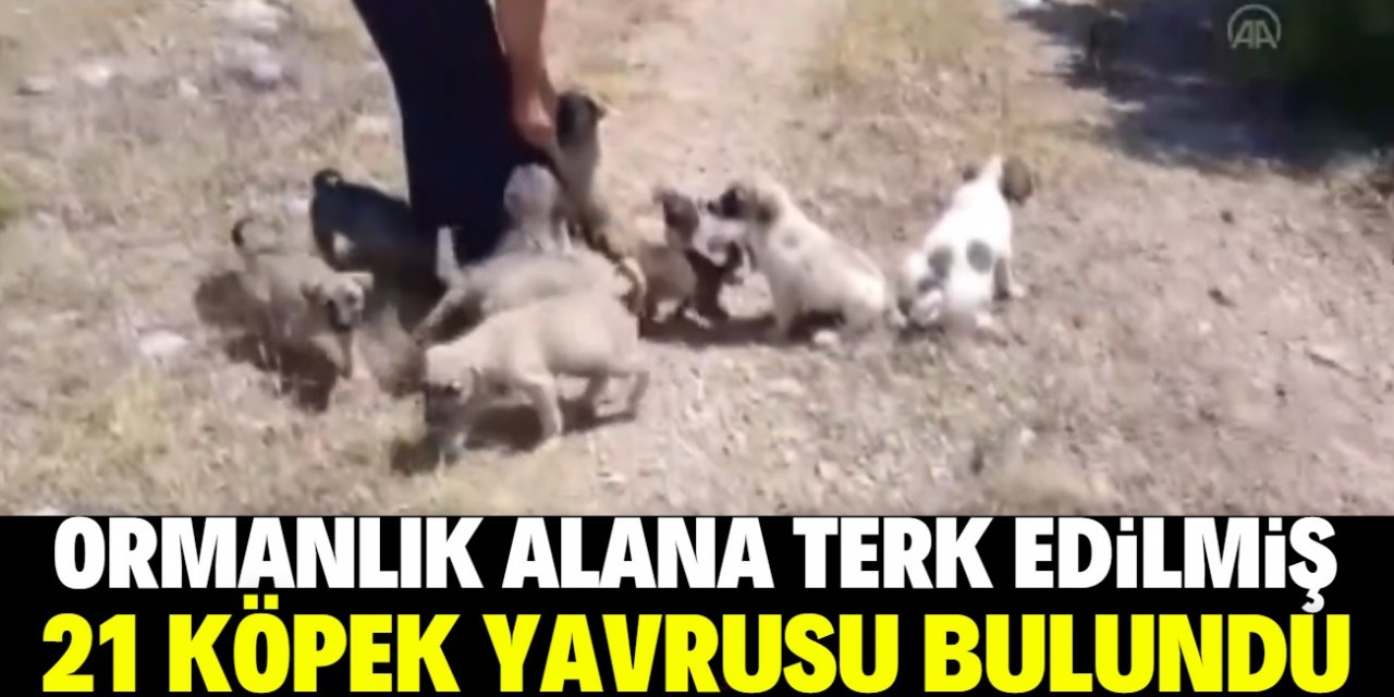 Konya'da ormanlık alana terk edilmiş 21 köpek yavrusu bulundu