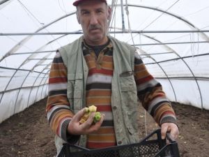 Yıldızer, Erzurum’da Altın Çilek Üretmeyi Başardı