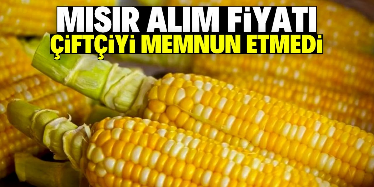 Mısır alım fiyatını duyan çiftçi hayal kırıklığı yaşadı