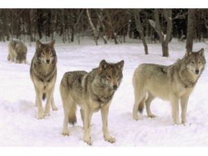 'Şehre İnen Yabani Hayvanları Öldürmeyin' Uyarısı