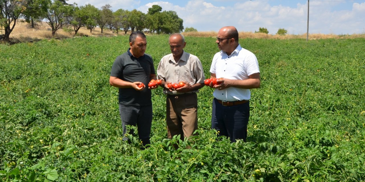 64 yaşındaki Akörenli çiftçi 180 ton domates üretip gençlere örnek oldu