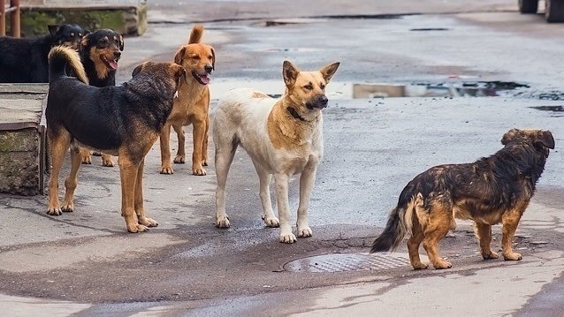 Konya'da sahipsiz köpeğin saldırdığı çocuk hayata tutunmaya çalışıyor