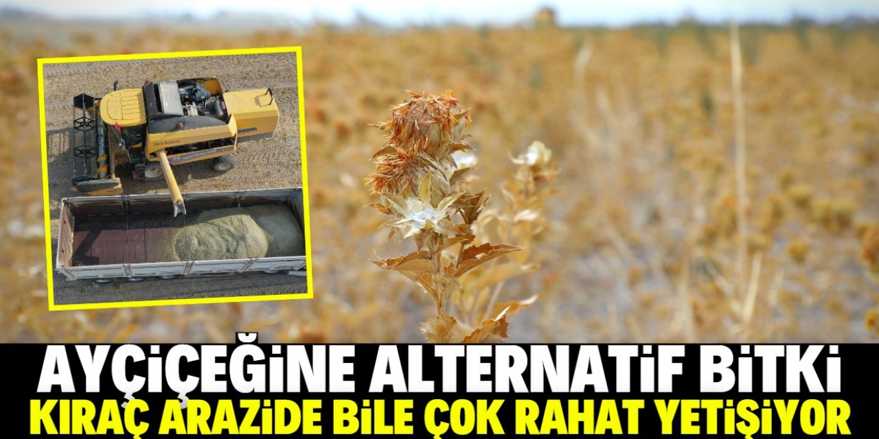 Ayçiçek yağına olan bağımlılığın azaltılabilmesi için Konya Ovası'nda bu bitki yetiştirilecek