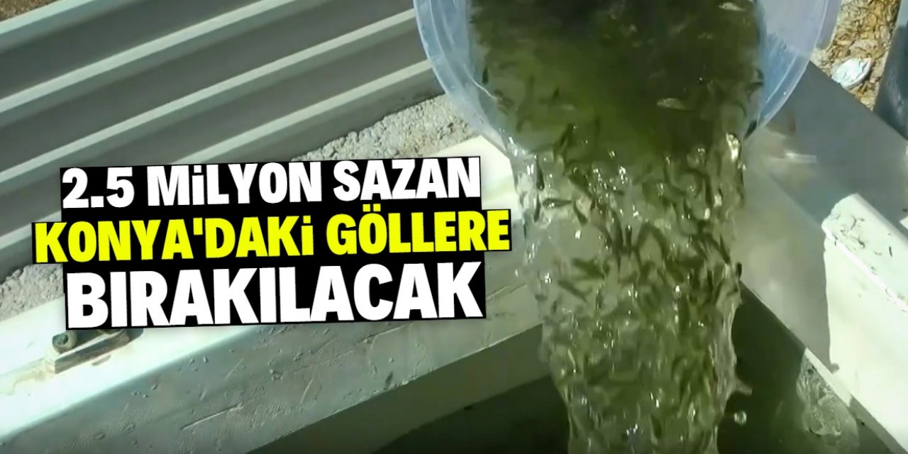 Konya'daki göl ve göletlere 2.5 milyon sazan yavrusu bırakılacak