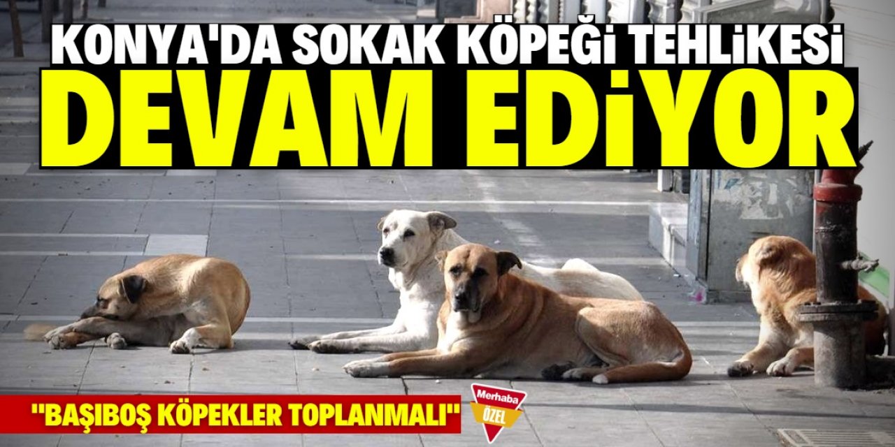 Konya'da başıboş köpek sorunu büyüyor!