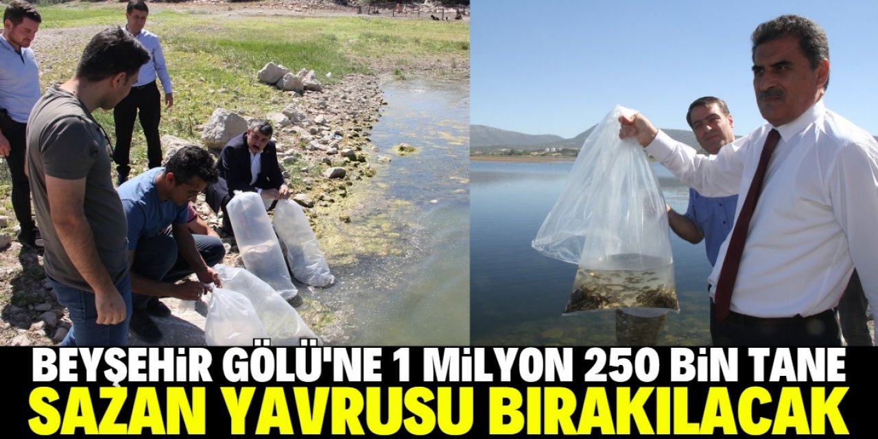 Beyşehir Gölü'ne 1 milyon 250 bin sazan bırakıldı: 40 santimetreden aşağısını tutup yemeyin