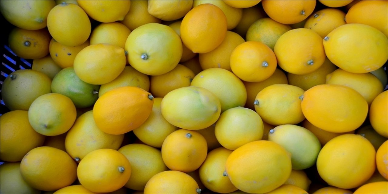 Sezonun ilk limonları 15 Eylül'de ihracat yolcusu