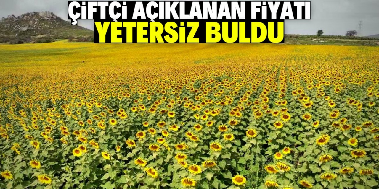 Ayçiçek taban alım fiyatı belirlendi: Çiftçi beğenmedi