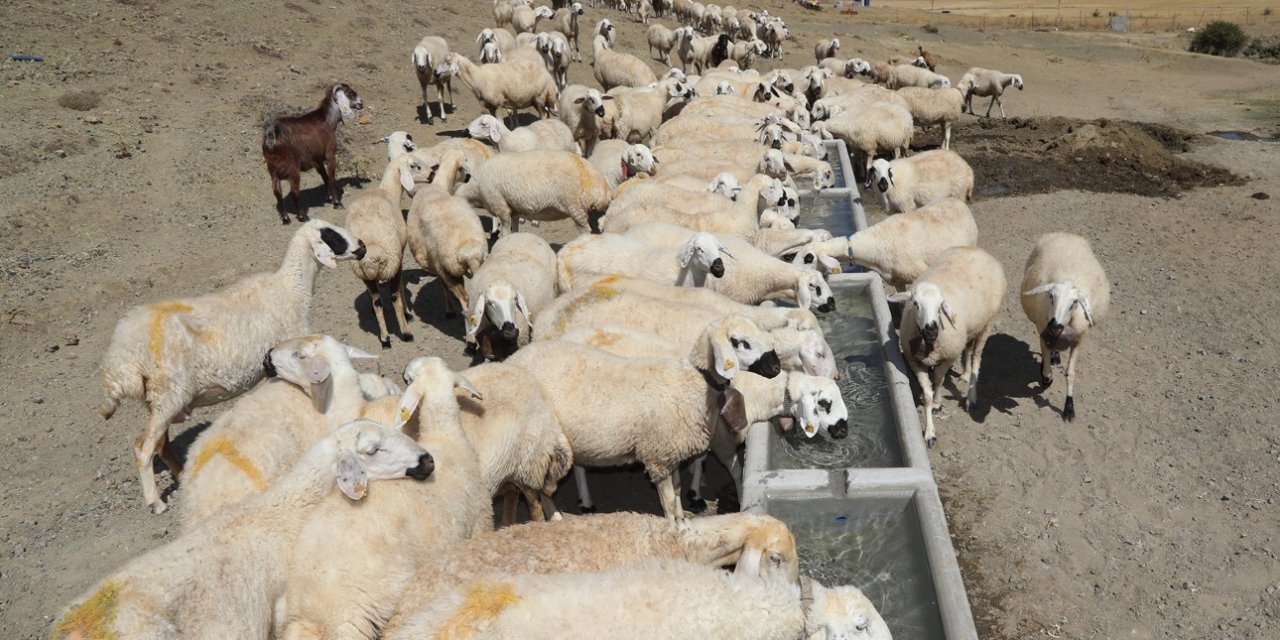 Konya Büyükşehir’den hayvancılığa destek