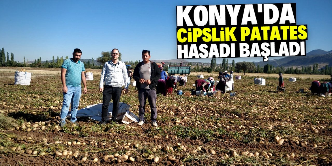 Konya'nın ilçesinde cipslik patates hasadı başladı