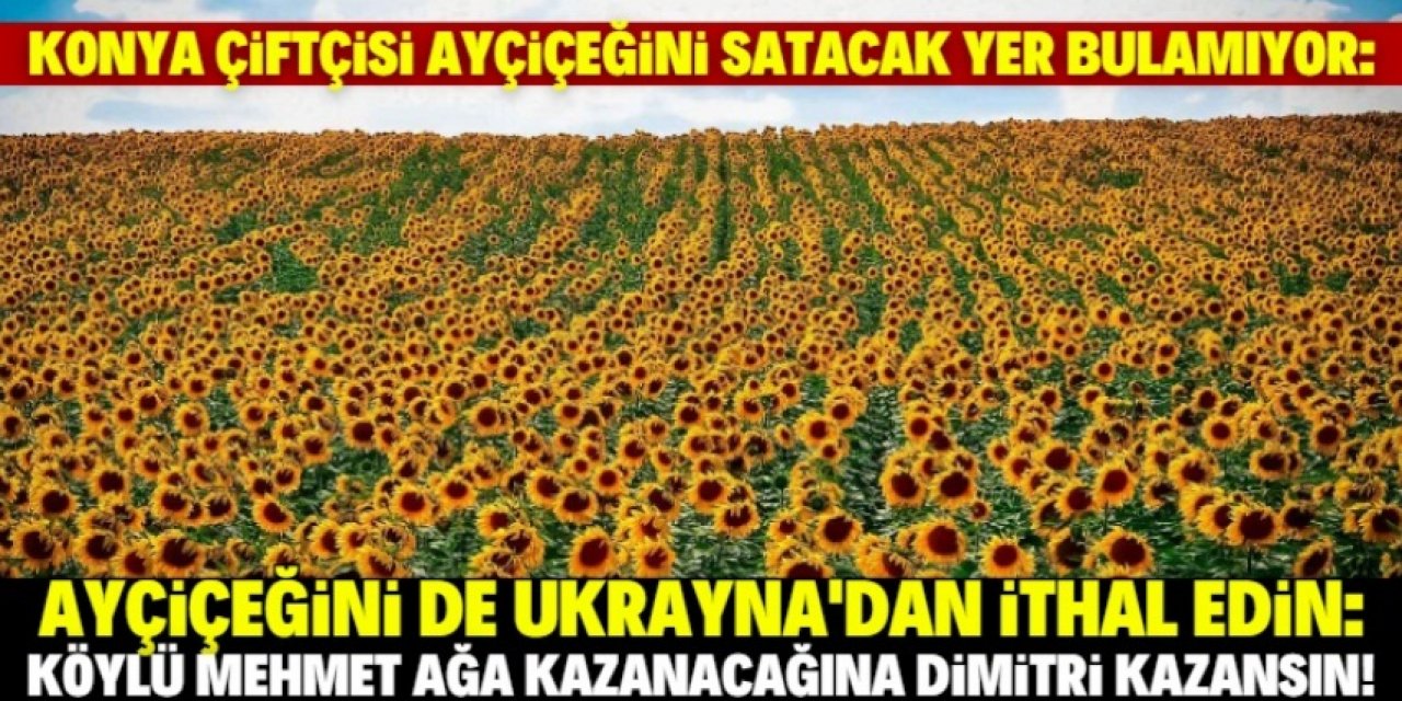 Konya çiftçisinin ayçiçeği elinde kaldı!!