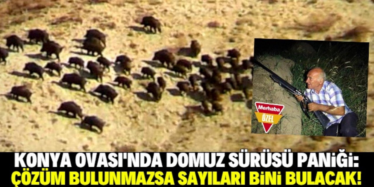 Konya Ovası'nda domuz paniği: Çözüm bulunmazsa sayıları bini bulacak!