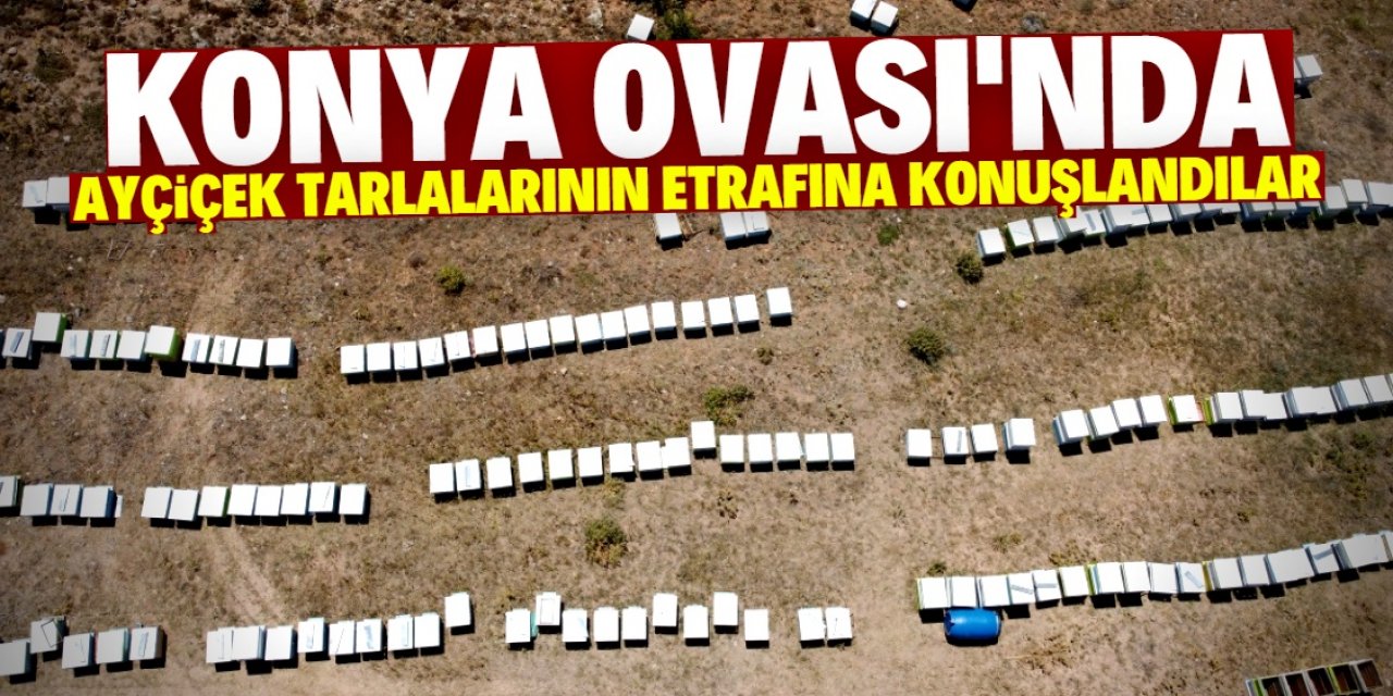 Konya Ovası'nda 25 gün kaldılar: En kalitelisini ürettiler