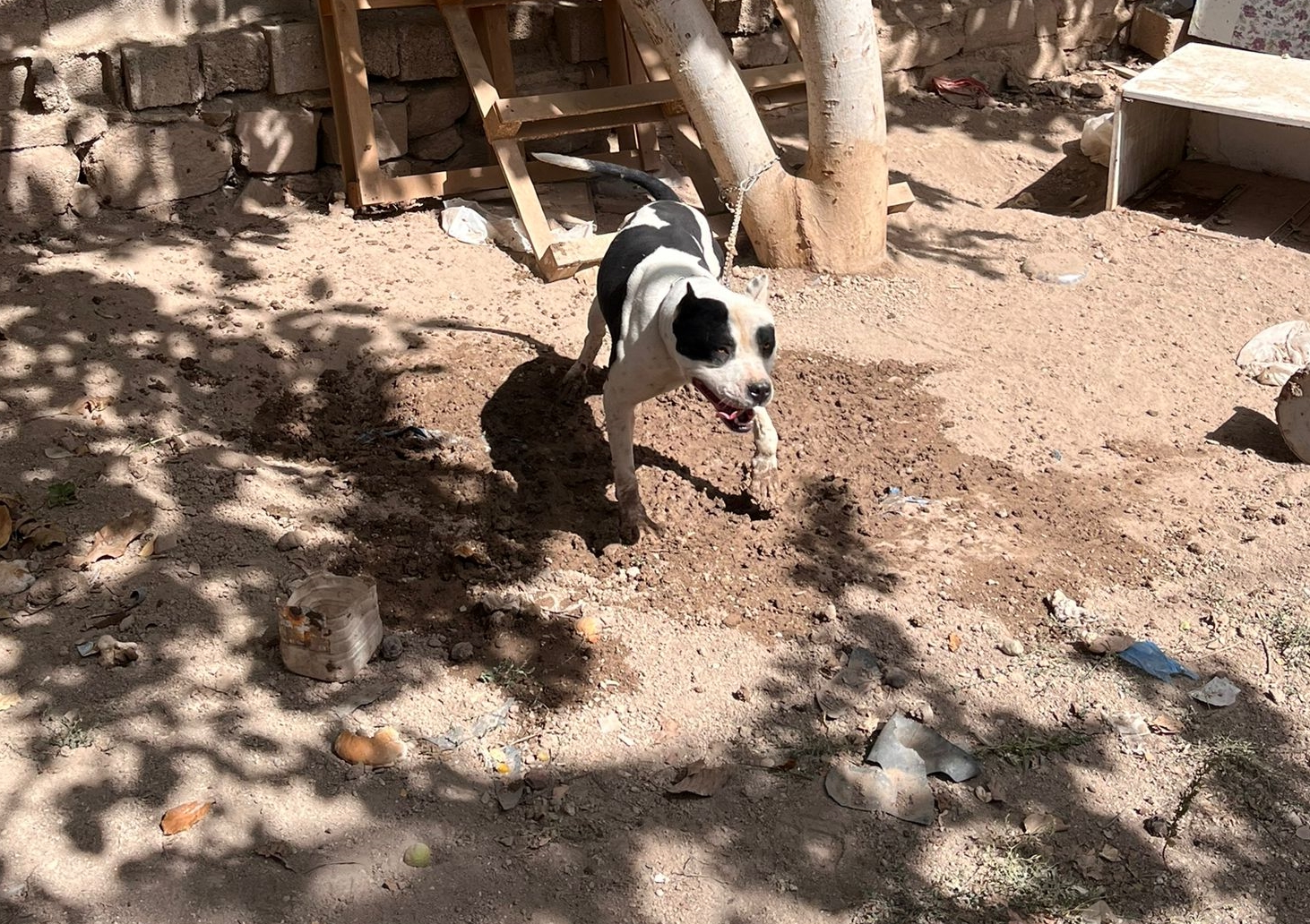 Konya'da pitbull besleyen 3 kişiye 44 bin 946 lira para cezası kesildi