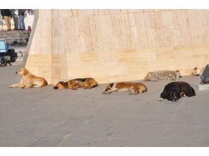 Gebze'deki Sokak Hayvanları Korkutuyor