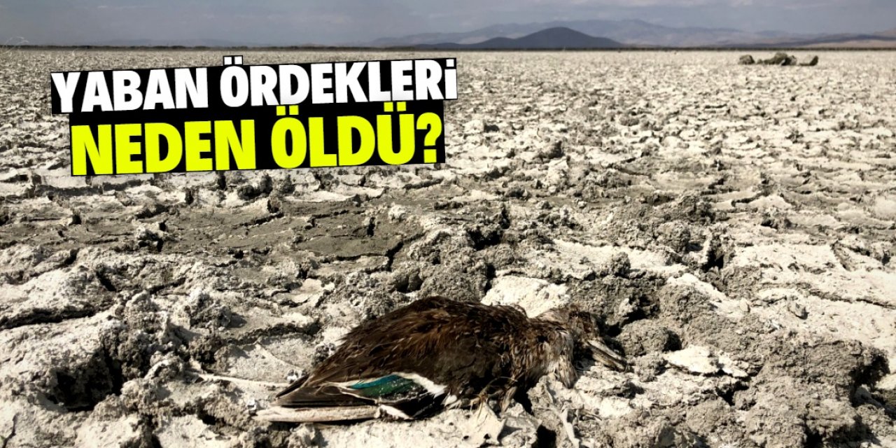 Konya'daki kuruyan gölde çok sayıda ölü yaban ördeği bulundu